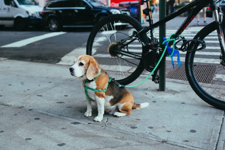 Cykla med hund – Att tänka på när du cyklar med din hund